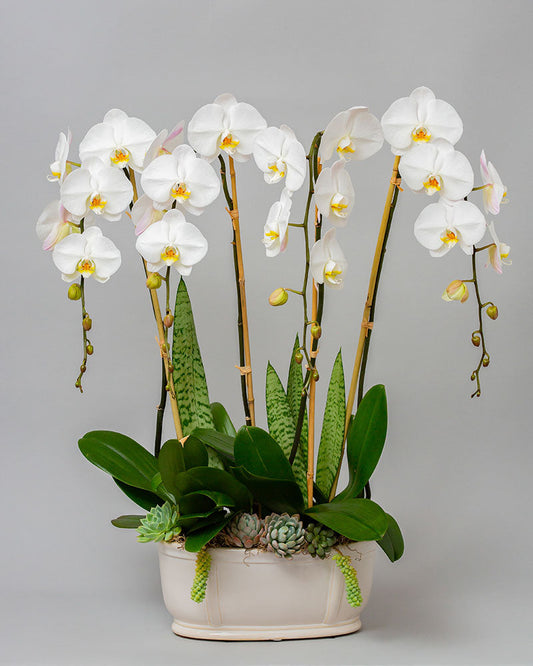 PREMIUM ORCHID SUCCULENT GARDEN