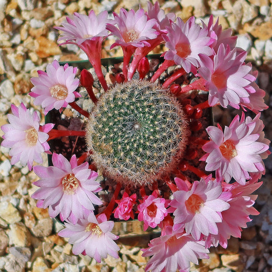 Rebutia Carnival