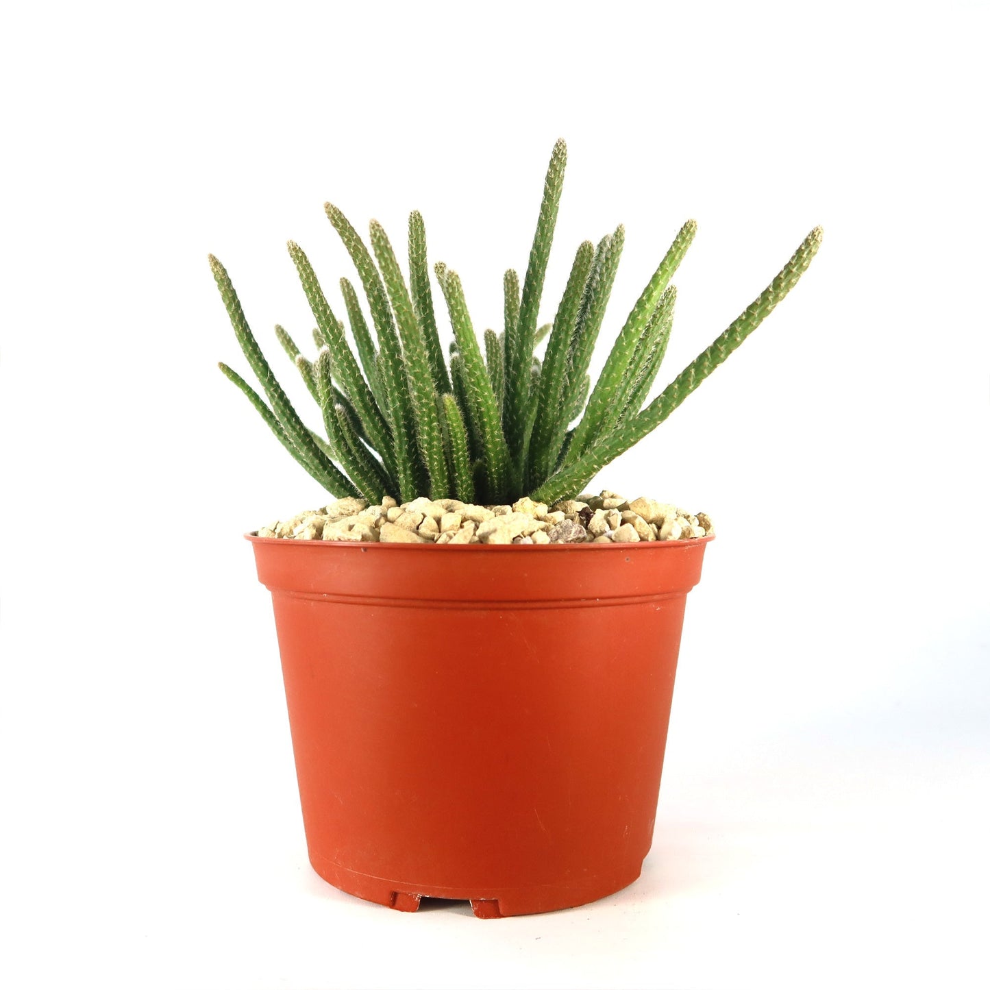 Rhipsalis horrida