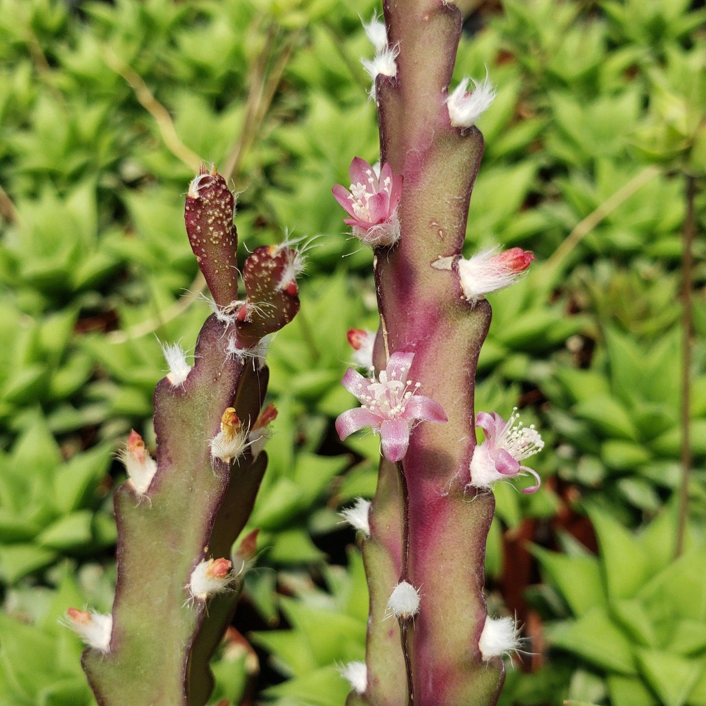Hurricane Cactus 'Lepismium Cruciforme'