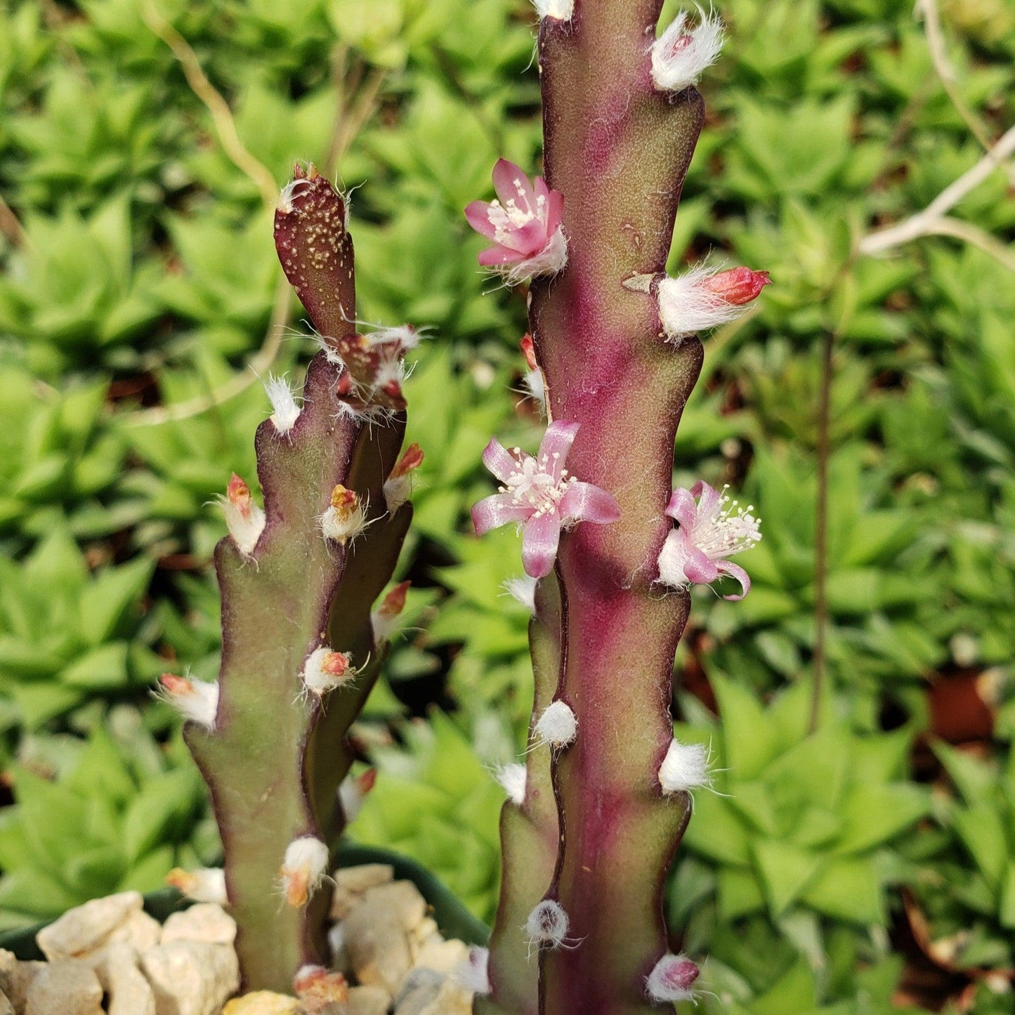 Hurricane Cactus 'Lepismium Cruciforme'
