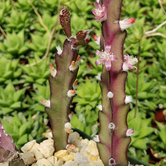 Hurricane Cactus 'Lepismium Cruciforme'
