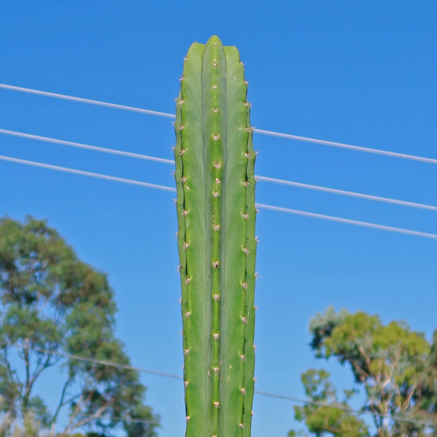 San Pedro Cactus 'Echinopsis pachanoi'