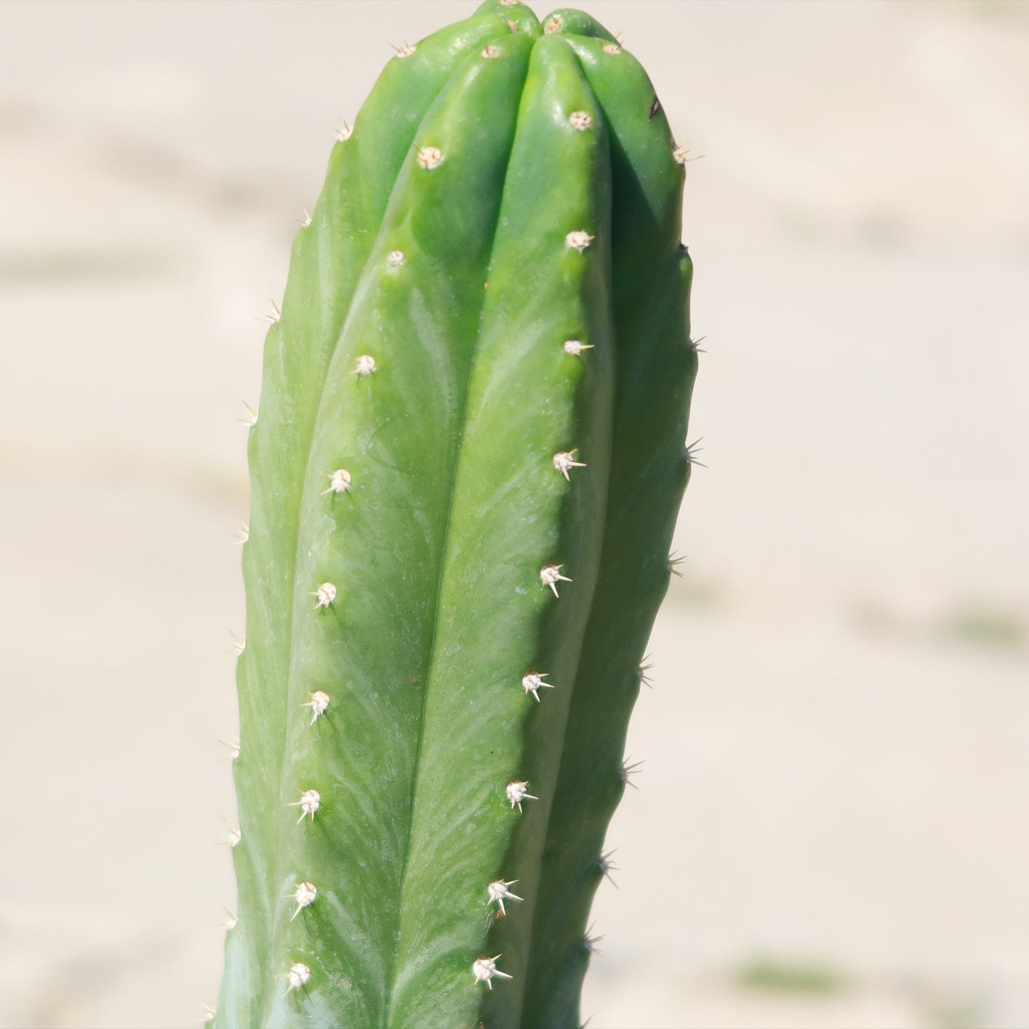 San Pedro Cactus 'Echinopsis pachanoi'