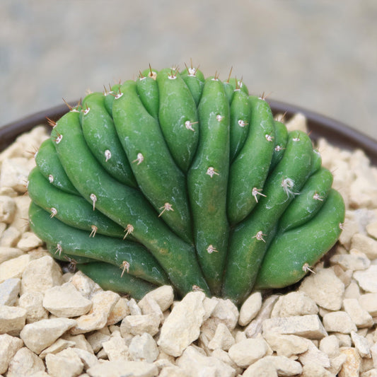 Crested San Pedro Cactus 'Echinopsis pachanoi cristata'
