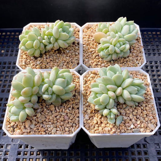 Sedeveria Pudgy