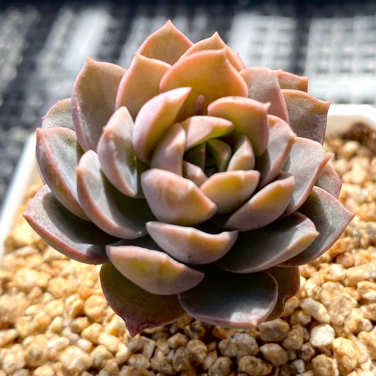 Sedeveria Purple Drop aka victor