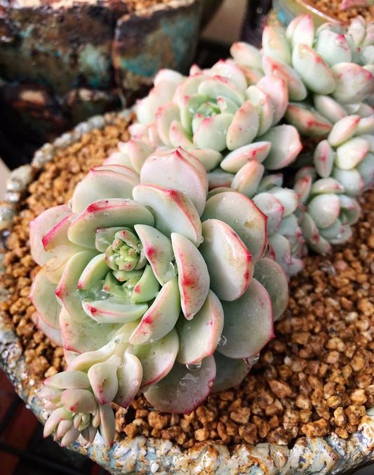 Sedeveria Vanilla bis