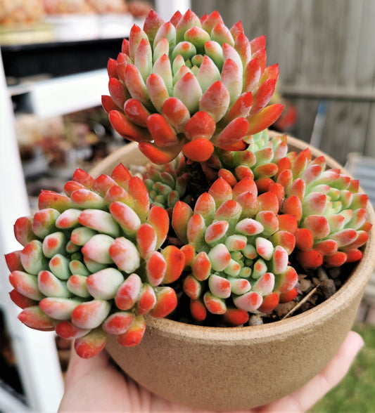 Sedeveria blue elf SMALL