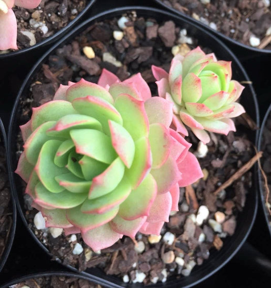 Sedeveria green rose
