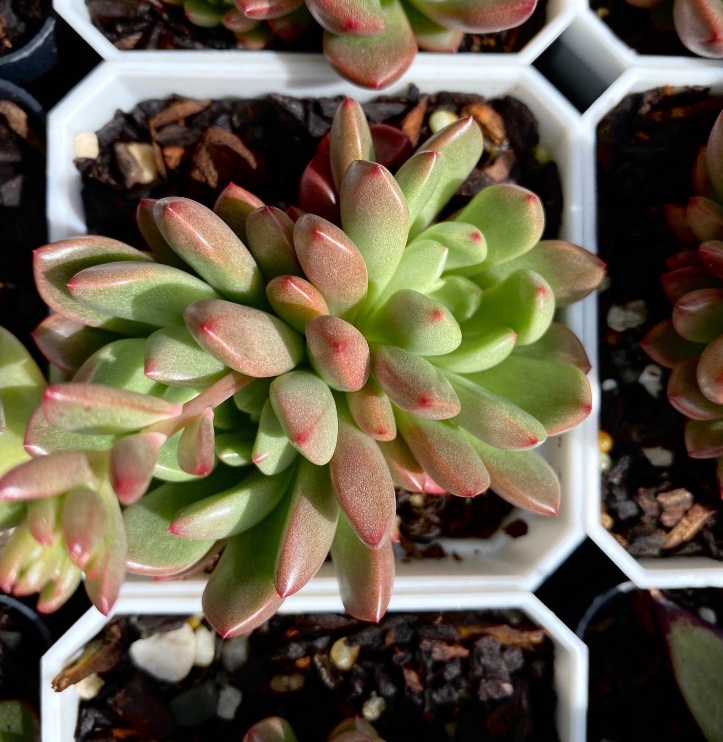 Graptoveria pink ruby/ bashful
