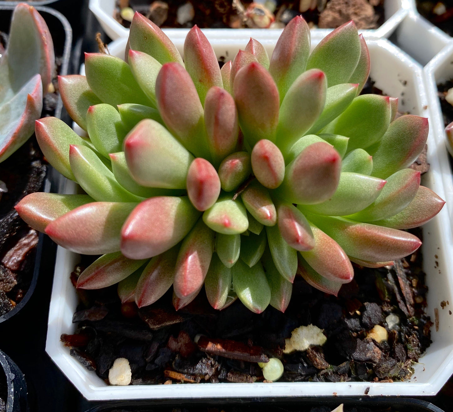 Graptoveria pink ruby/ bashful