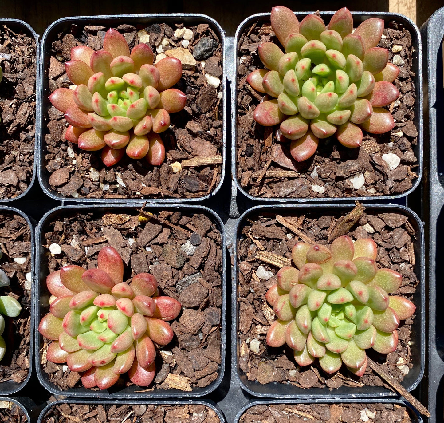 Graptoveria pink ruby/ bashful