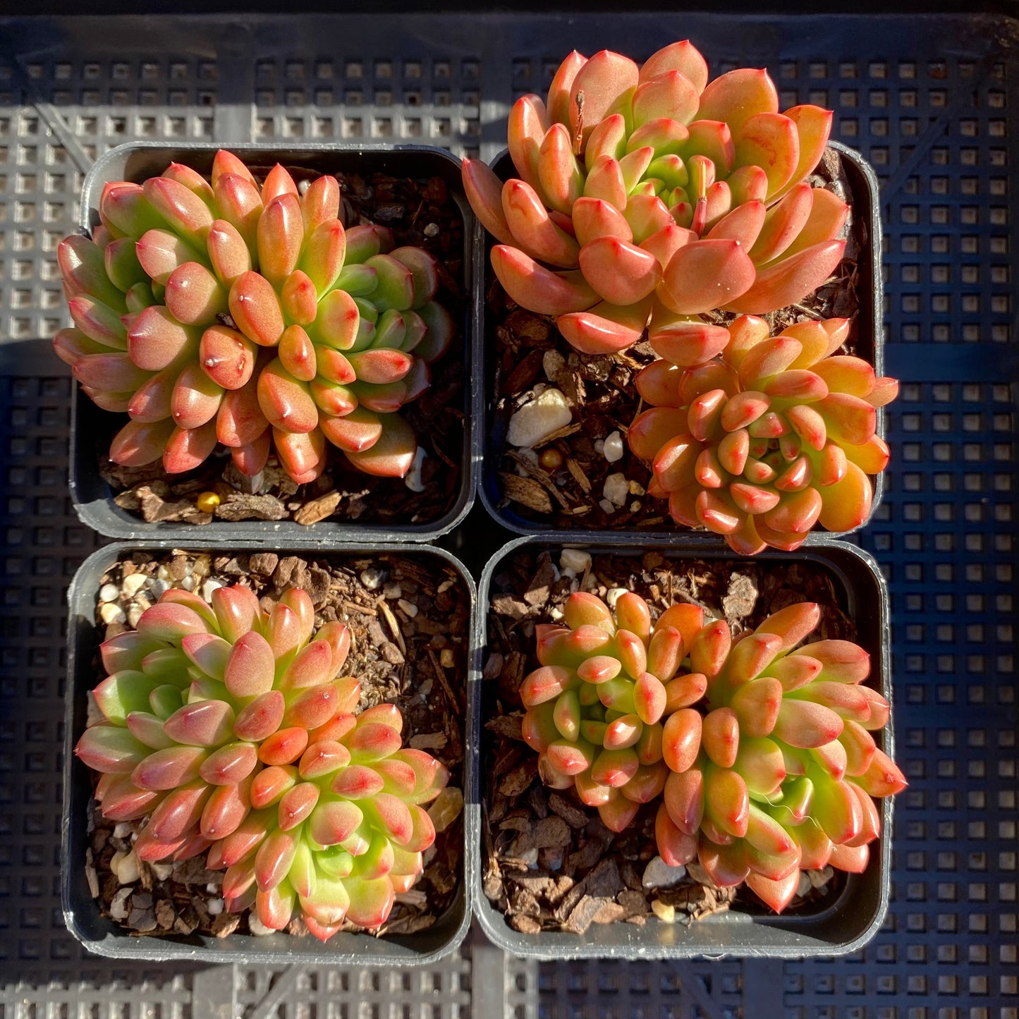 Graptoveria pink ruby/ bashful