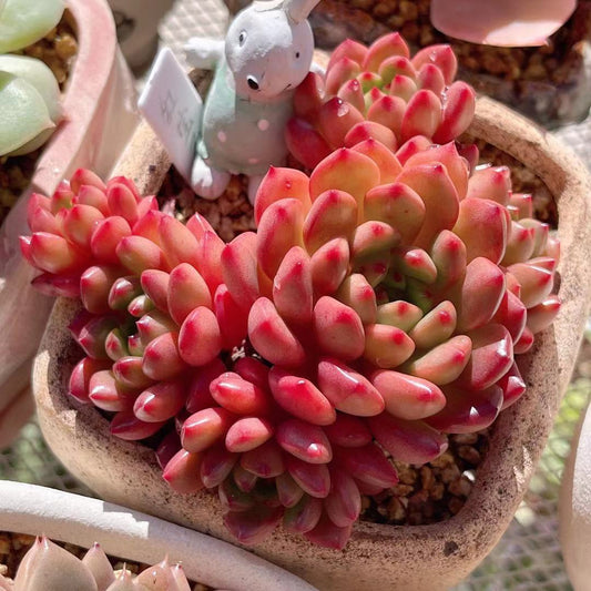 Graptoveria pink ruby/ bashful