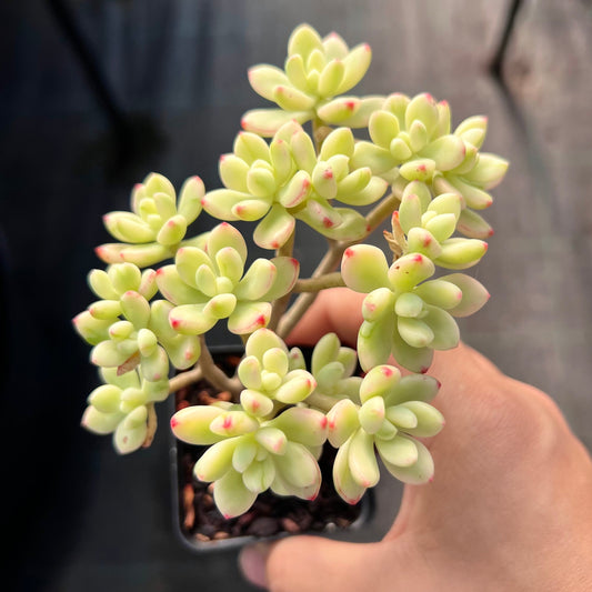 Sedum Jelly Bean Mickey Variegated