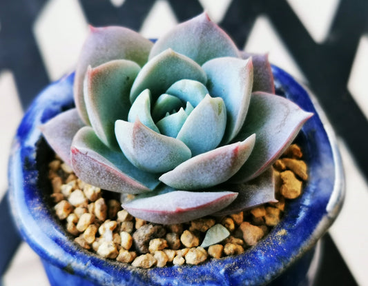 Sedeveria blue lotus / sedum suaveolens