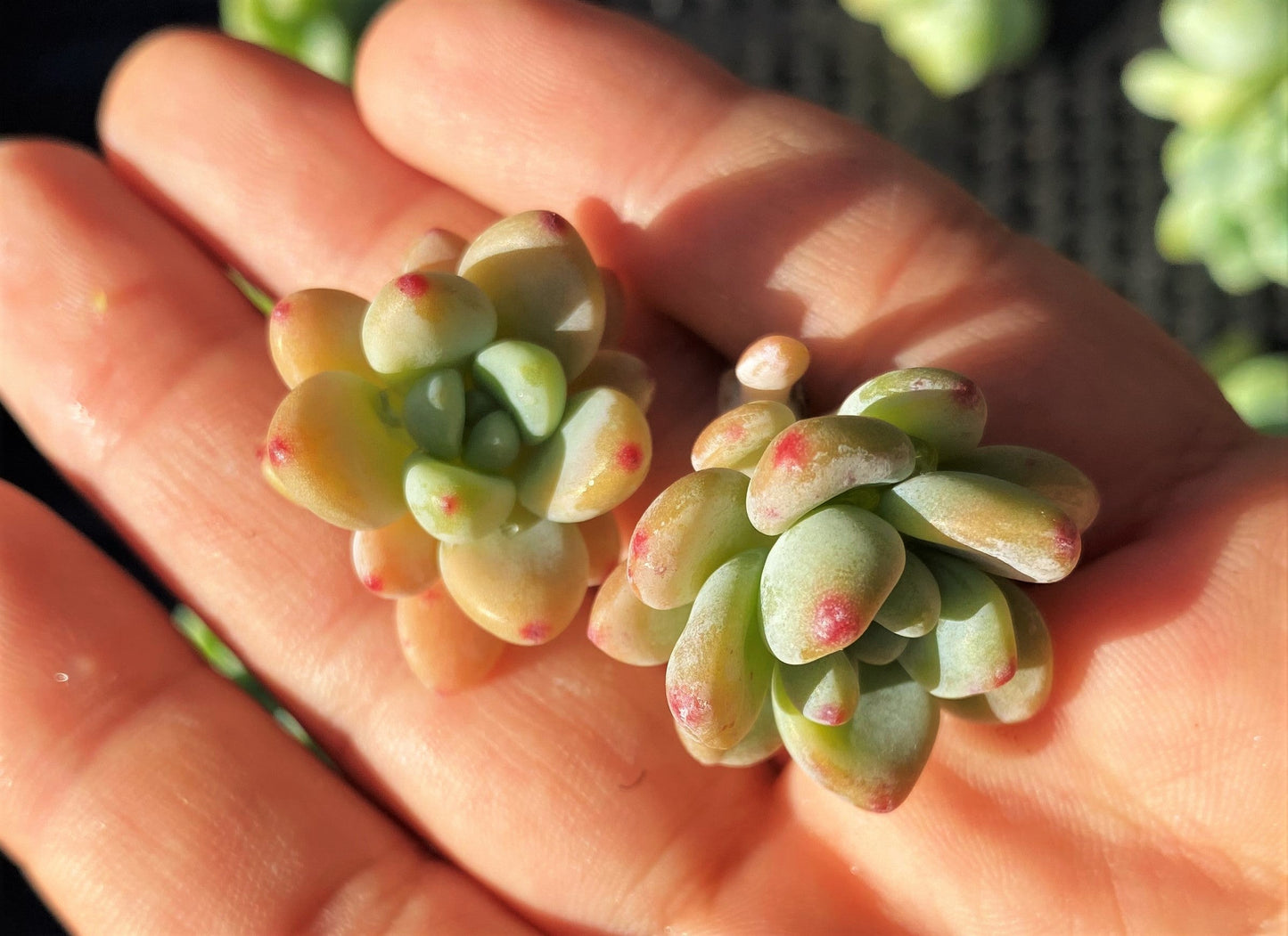 Sedum clavatum (CUTTINGS)