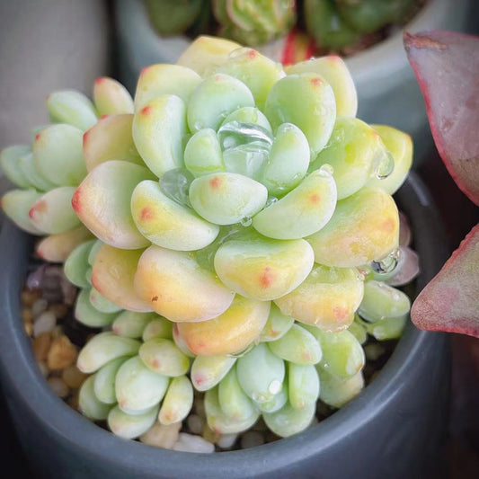 Sedum Clavatum