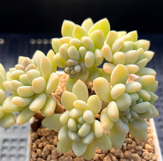 Sedum daisy bloom