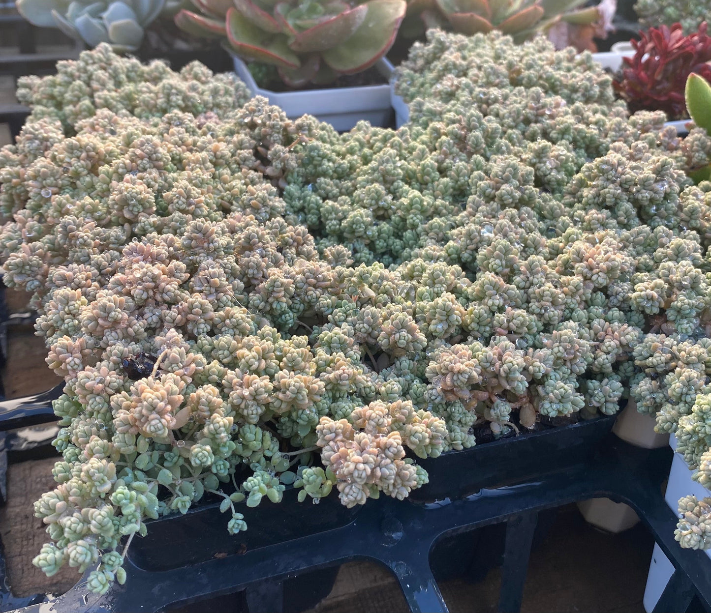 Sedum dasyphyllum miniature