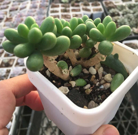 Sedum hernandezii