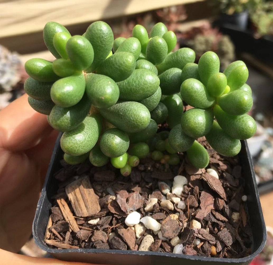 Sedum hernandezii
