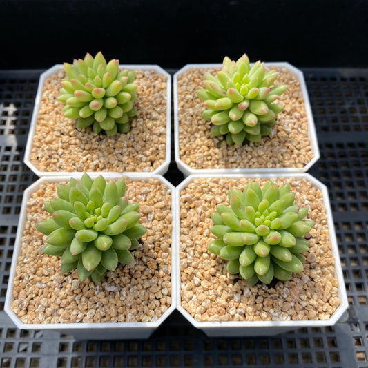 Sedum pink berry