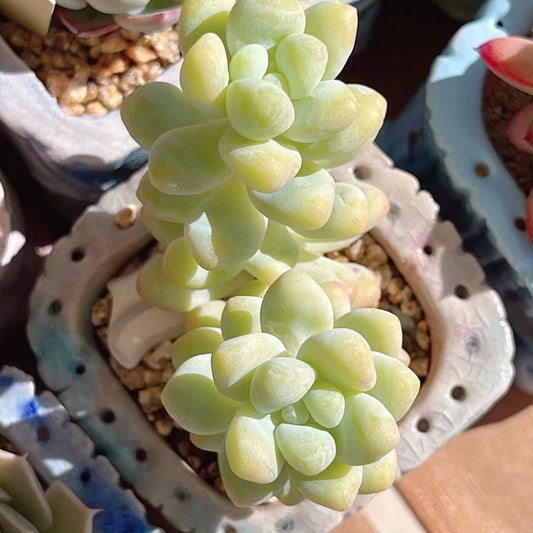 Sedum treleasei 'angel's tear'