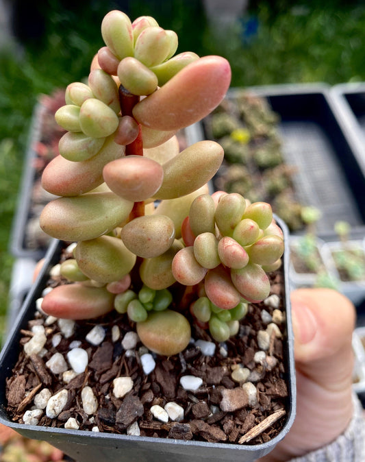 Sedum White Stonecrop