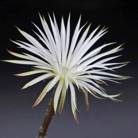 Setiechinopsis mirabilis