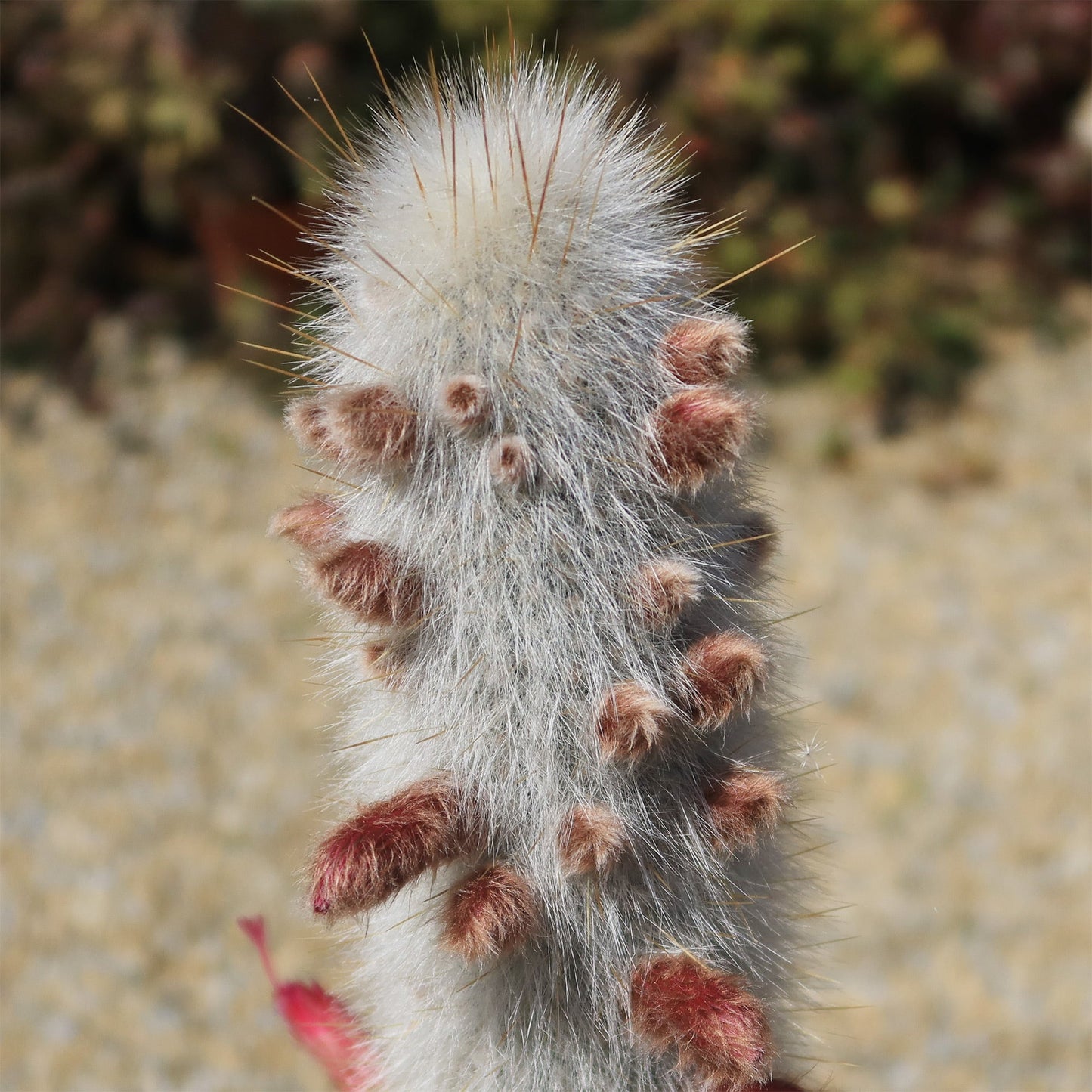 Silver Torch Cactus 'Cleistocactus strausii'