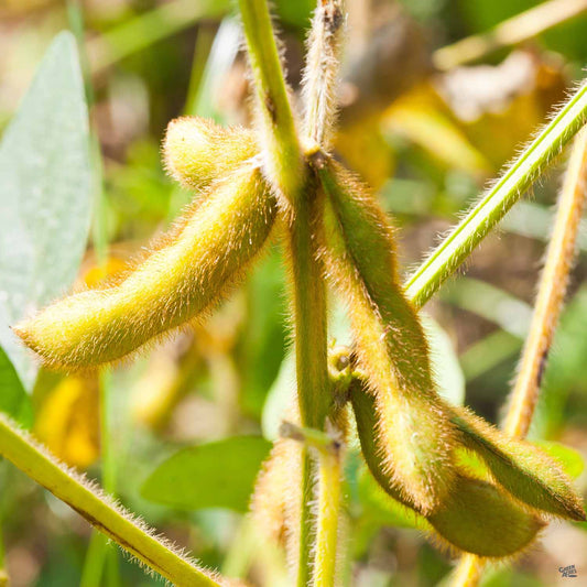 Edamame Beans