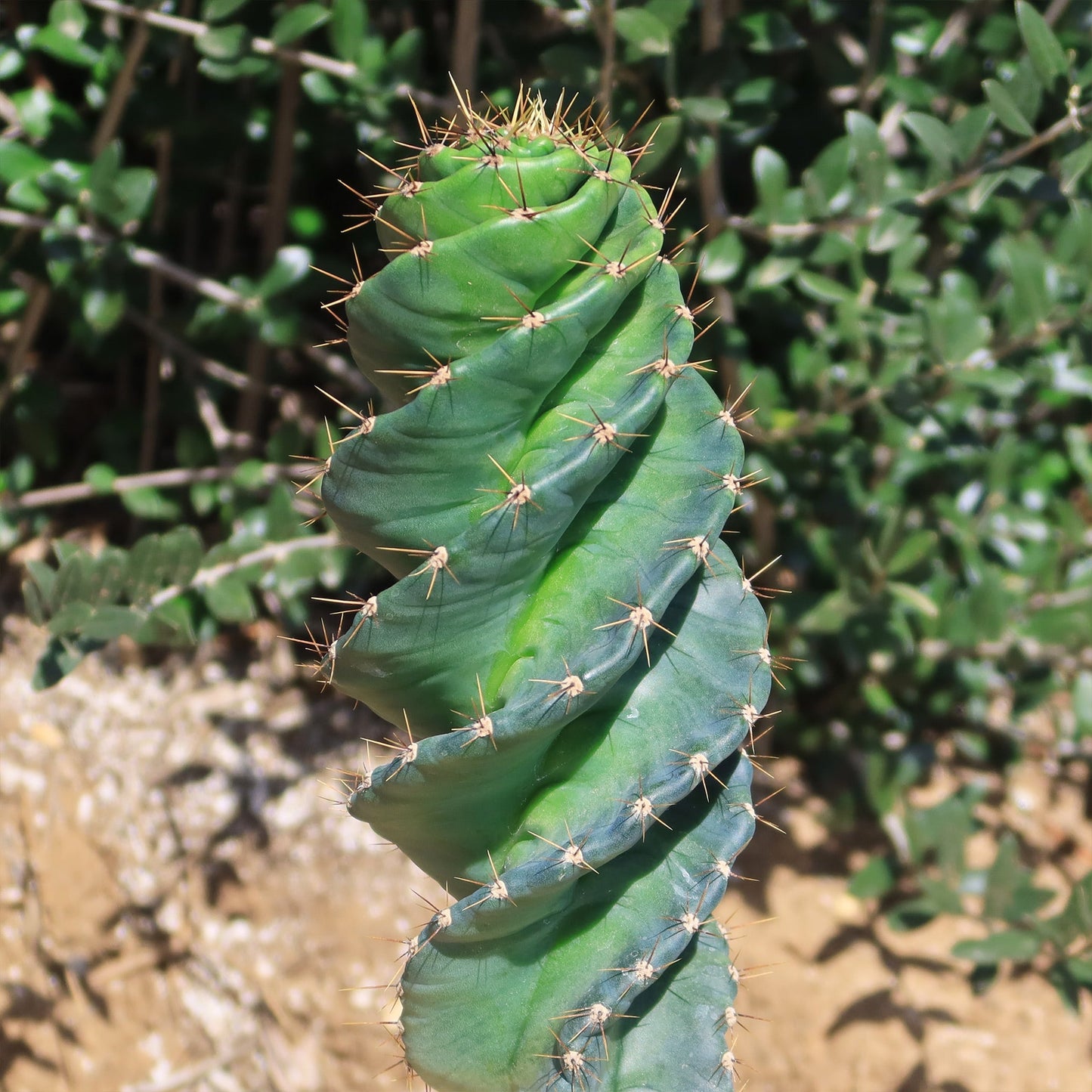 Spiral Cactus - Cereus forbesii 'spiralis