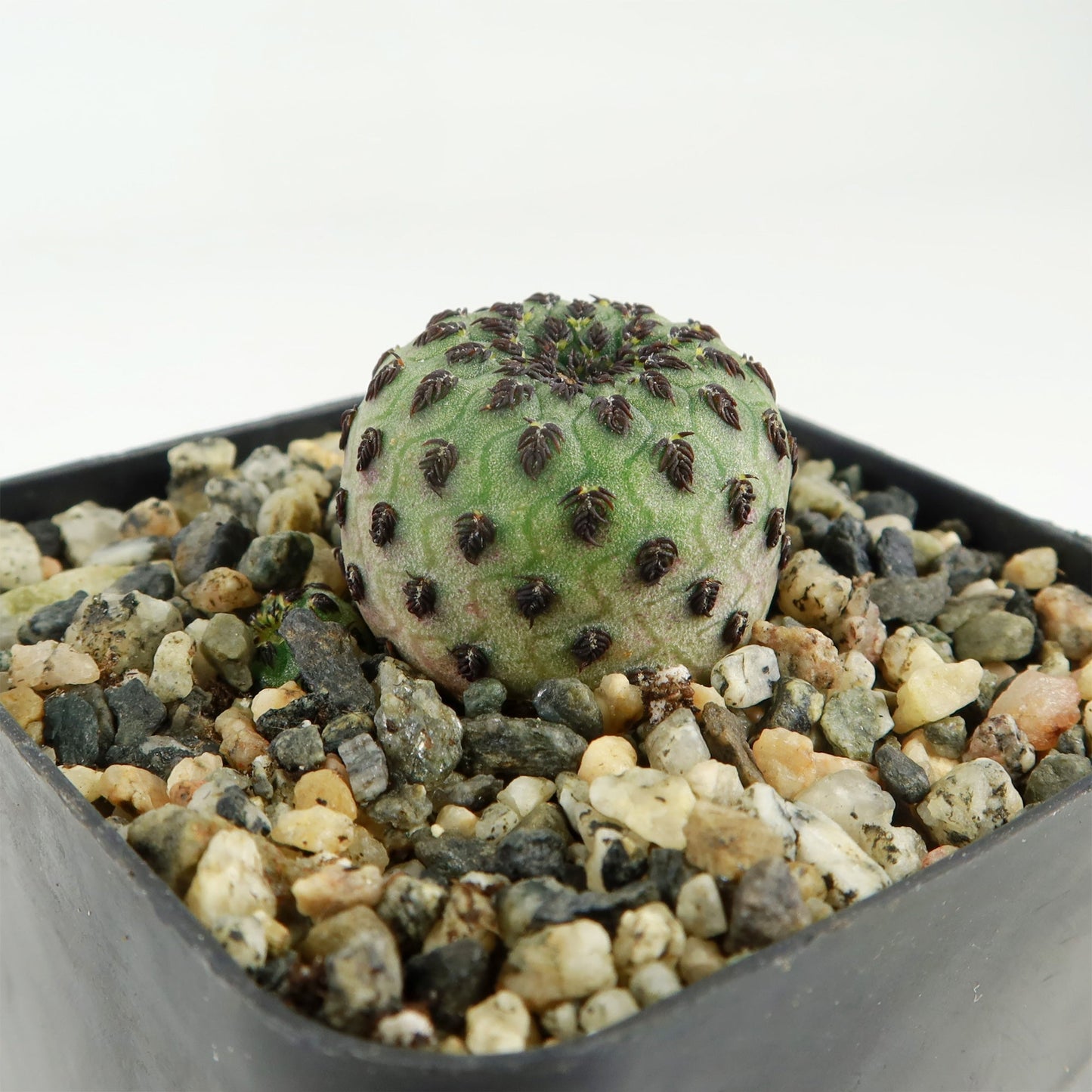 Sulcorebutia rauschii Canigueralii f. Violacidermis