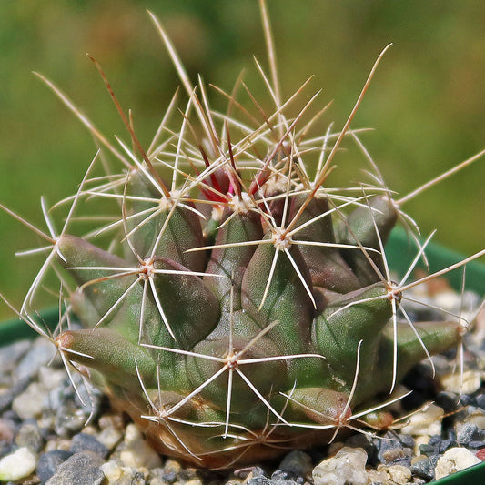 Thelocactus - Thelocactus matudae