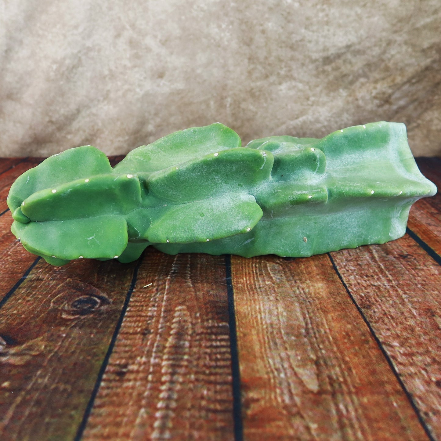 Totem Pole Cactus Cuttings