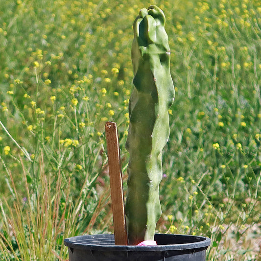 Lophocereus schottii "mieckleyanus"(Skinny)