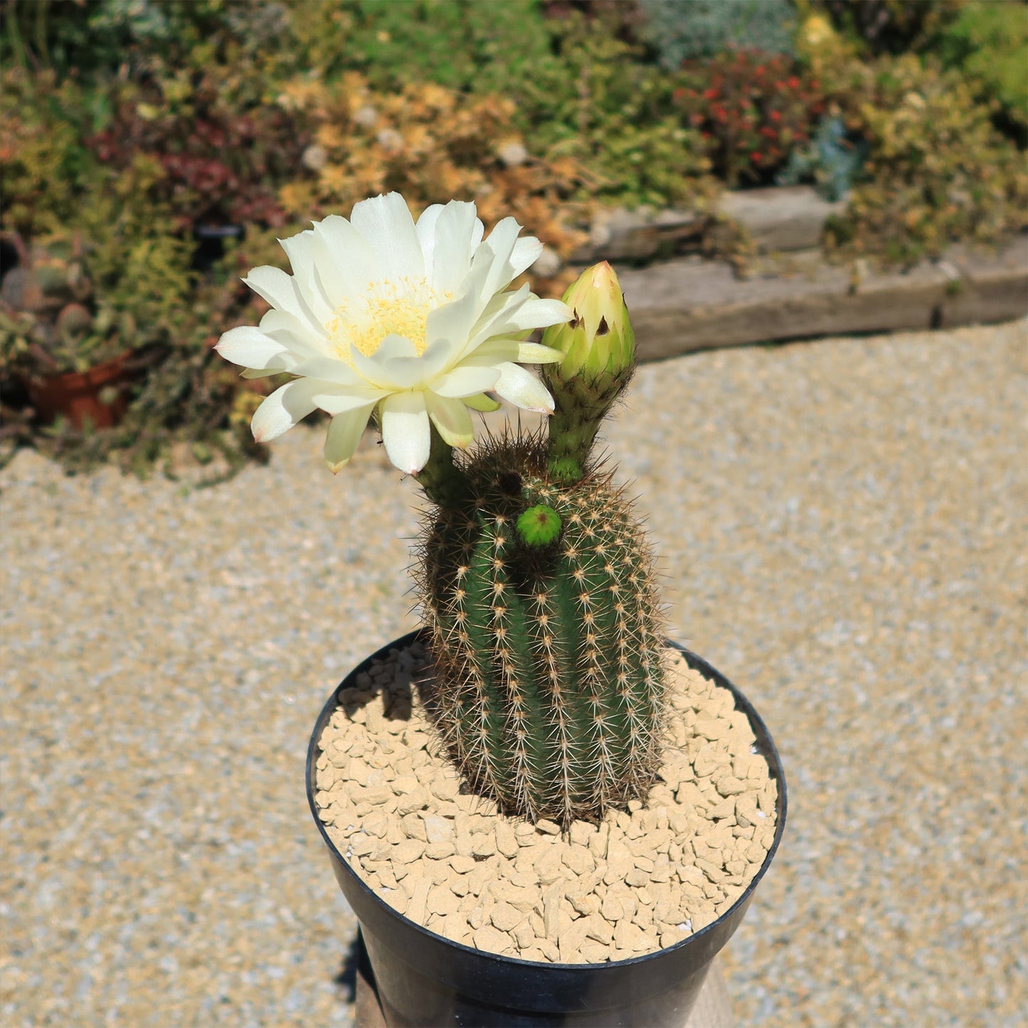 Trichocereus 'Sun Goddess'