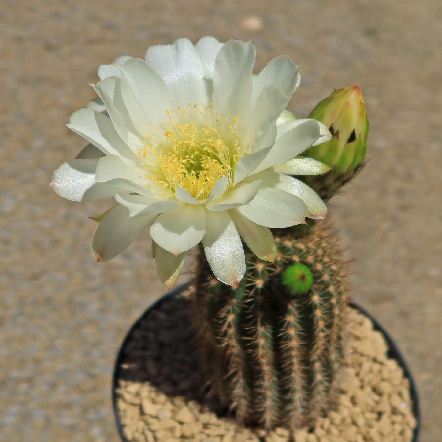 Trichocereus 'Sun Goddess'