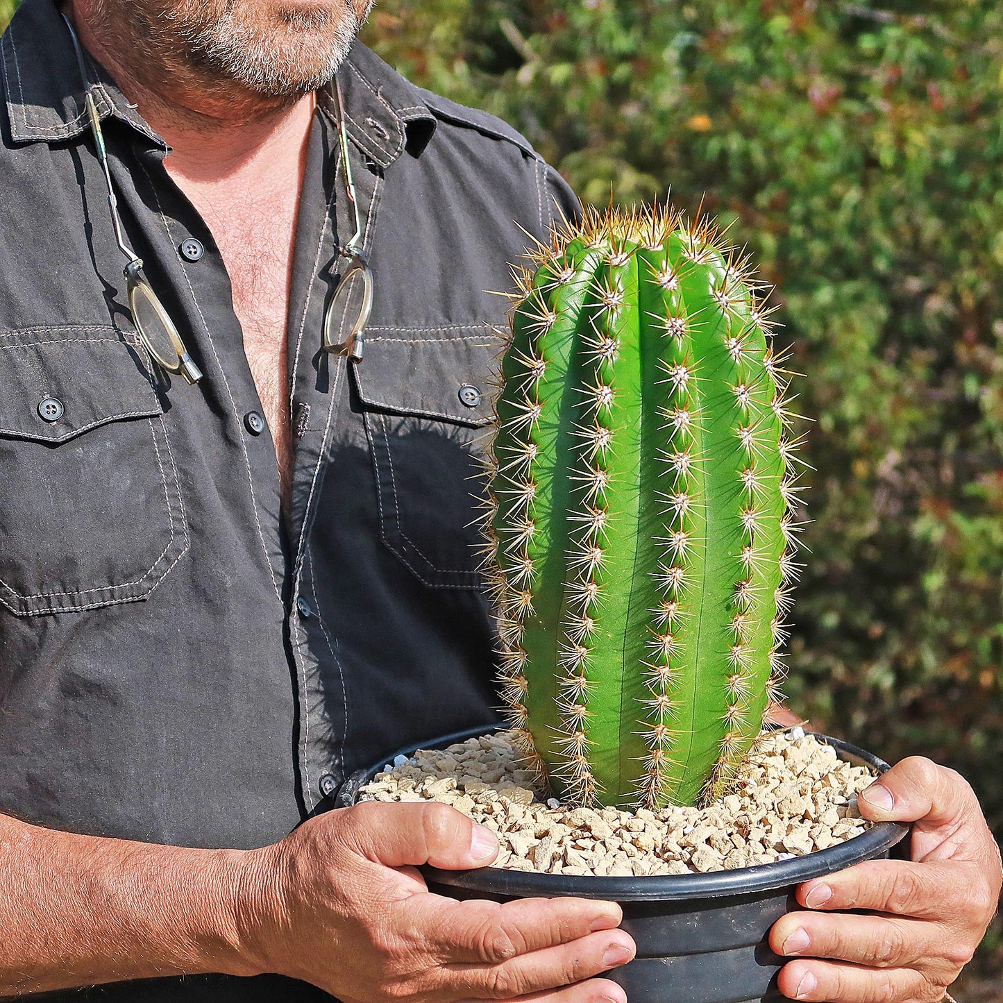 Trichocereus 'Sun Goddess'