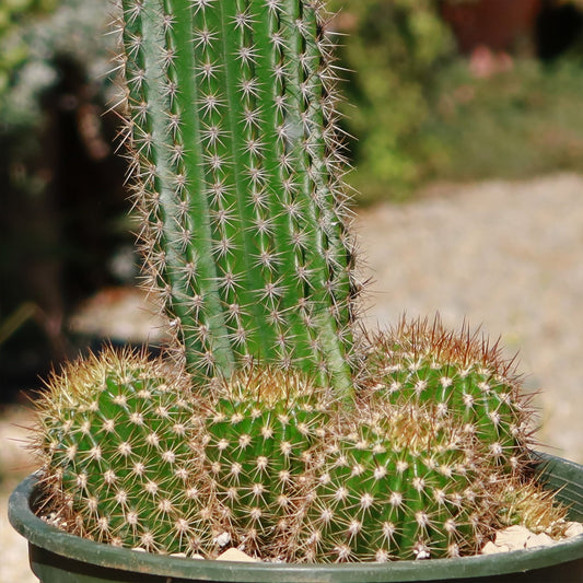 Trumpet Flower Cactus 'Tricholobivia Hybrid'