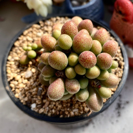 Tylecodonon schaeferanus