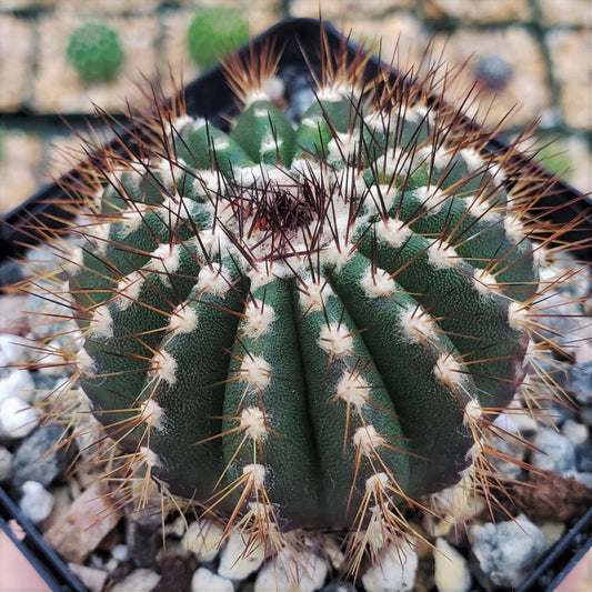 Uebelmannia pseudopectinifera