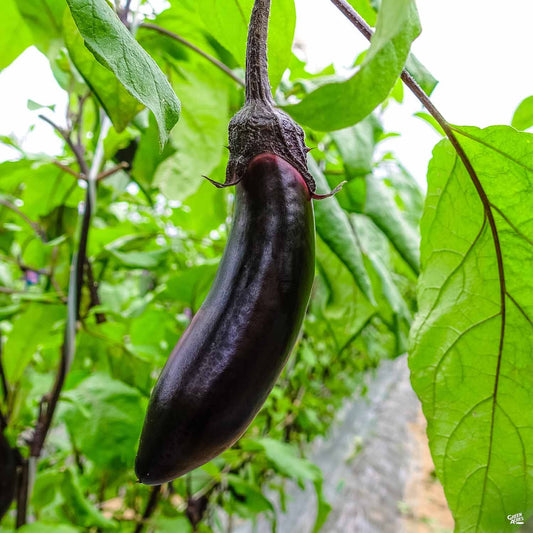 Eggplant 'Japanese Millionaire'