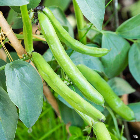 Fava Bean