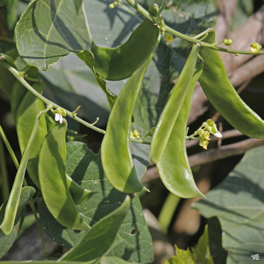 Lima Bean 'Fordhook'