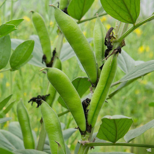 Lima Bean 'Henderson'