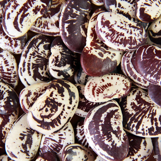 Lima Bean 'Jackson Wonder'