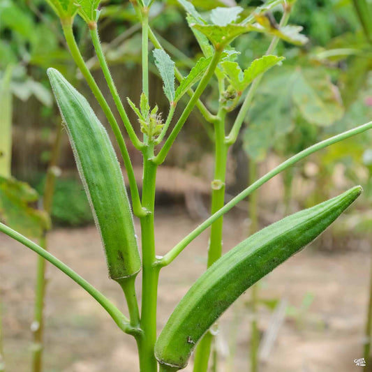 Okra 'Jade Green'